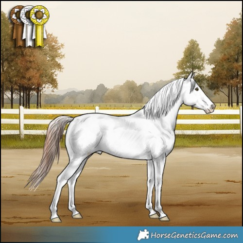 Horse Color:Liver Red Dun Appaloosa 