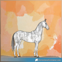 Horse Color:Black Sabino Snowcap 