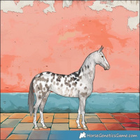 Horse Color:Brown Dun Appaloosa Brindle 