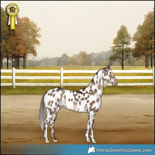 Horse Color:Liver Red Dun Appaloosa 