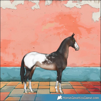 Horse Color:Brown Appaloosa 