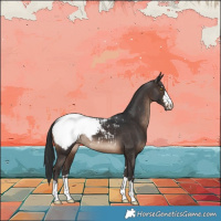 Horse Color:Brown Appaloosa 