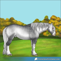 Horse Color:Silver Brown Chinchilla Onyx Sabino Rabicano 