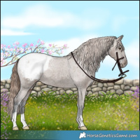 Horse Color:Liver Red Dun Appaloosa Brindle 