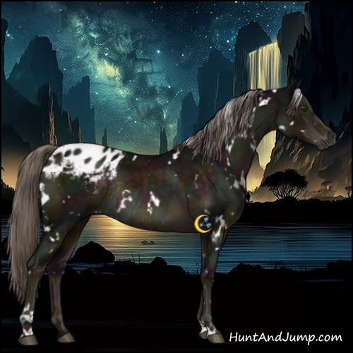 Horse Color:White Spotted Midnight Chocolate Palomino Appaloosa Rabicano