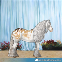 Horse Color:Chocolate Palomino Dun Appaloosa 