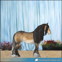 Horse Color:Buckskin Dun Appaloosa 