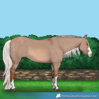 Horse Color:Red Dun Mushroom 