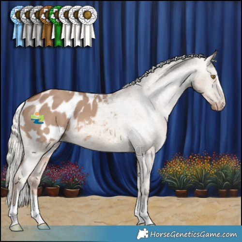 Horse Color:Red Dun Mushroom Appaloosa 