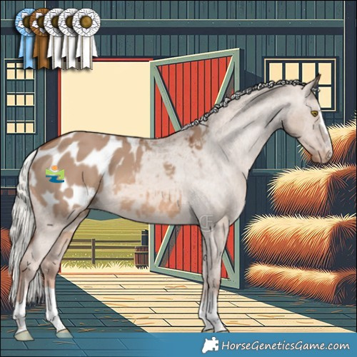 Horse Color:Red Dun Mushroom Appaloosa 