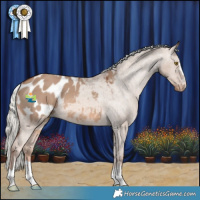 Horse Color:Red Dun Mushroom Appaloosa