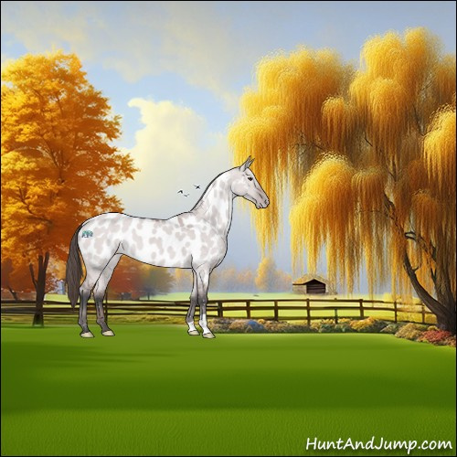 Horse Color:Platinum Bay Dun Appaloosa