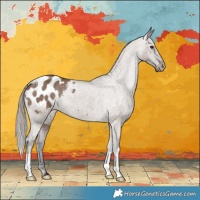 Horse Color:Liver Red Dun Appaloosa Brindle 