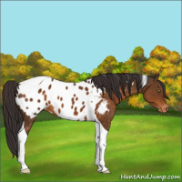 Horse Color:Buckskin Tobiano Appaloosa 