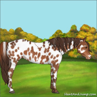 Horse Color:White Spotted Liver Chestnut Appaloosa 