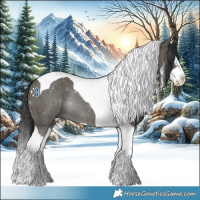 Horse Color:Grullo Splash Tobiano 