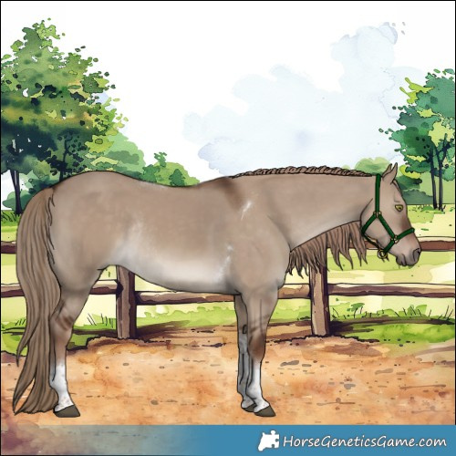 Horse Color:Liver Red Dun Tobiano Rabicano 