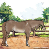 Horse Color:Liver Red Dun Tobiano Rabicano