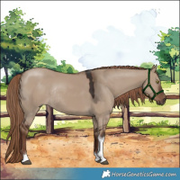 Horse Color:Liver Red Dun Tobiano Rabicano