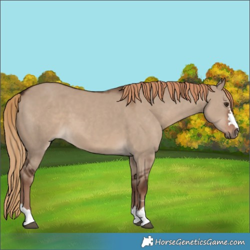 Horse Color:Liver Red Dun 