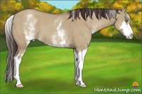 Horse Color:White Spotted Classic Champagne Dun Splash Frame 
