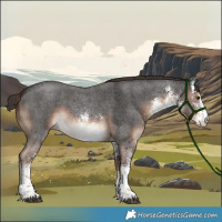 Horse Color:White Spotted Liver Chestnut 