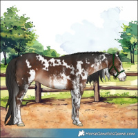 Horse Color:White Spotted Liver Chestnut Rabicano 