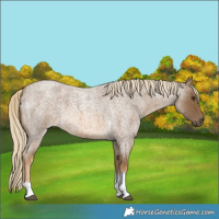 Horse Color:Chocolate Palomino Roan Tobiano 