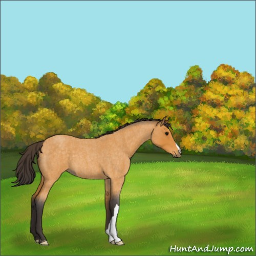 Horse Color:Buckskin Roan 