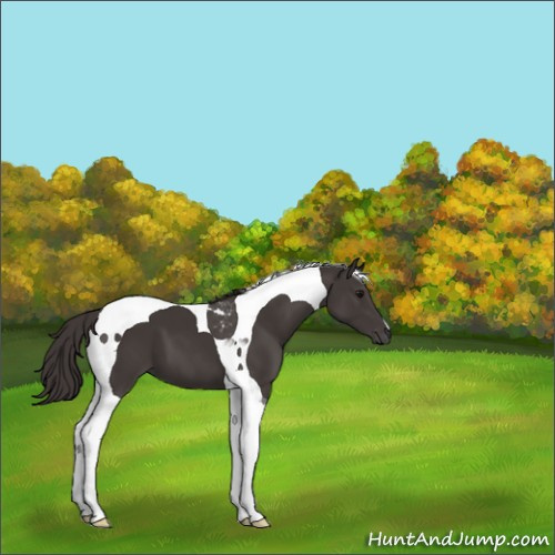 Horse Color:Smoky Black Tobiano 