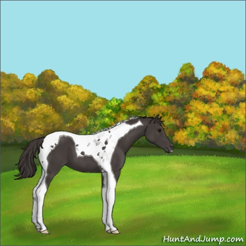Horse Color:Smoky Black Tobiano 