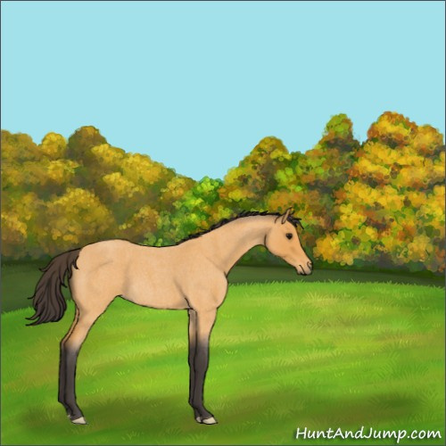 Horse Color:Buckskin Roan 