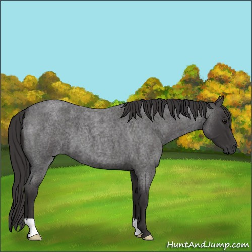 Horse Color:Smoky Blue Roan 