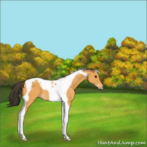Horse Color:Buckskin Tobiano 