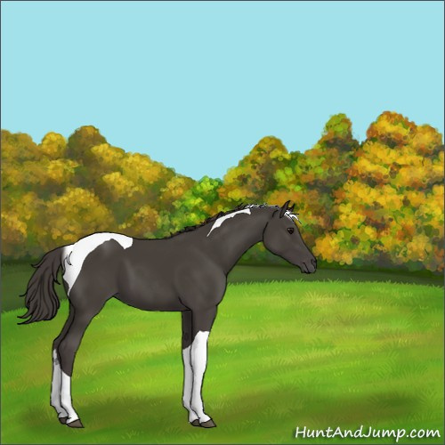 Horse Color:Smoky Black Tobiano 