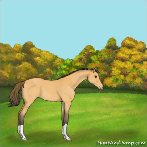 Horse Color:Buckskin Roan 