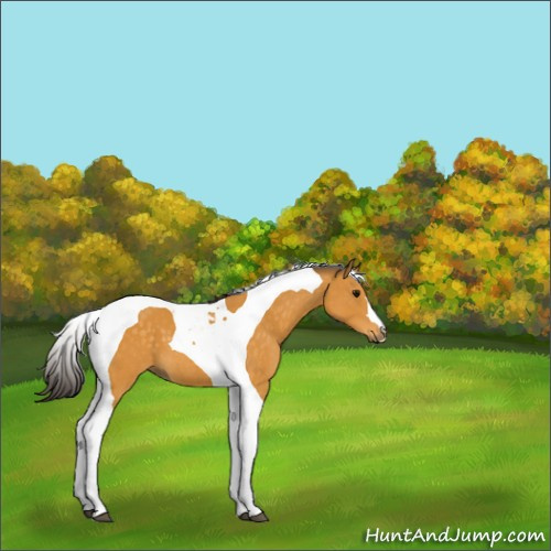 Horse Color:Buckskin Tobiano 