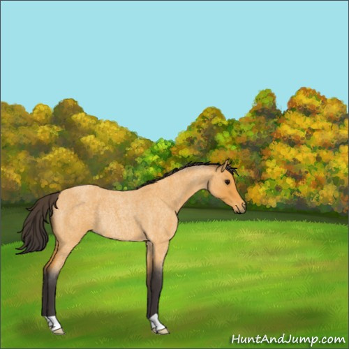 Horse Color:Buckskin Roan Rabicano 