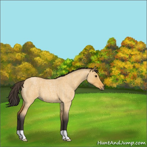 Horse Color:Buckskin Roan Dun 