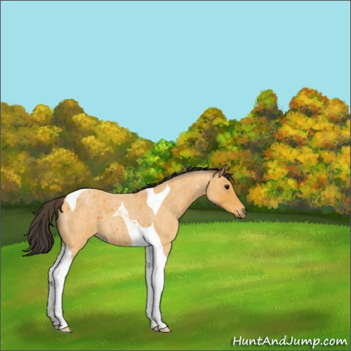 Horse Color:Buckskin Roan Tobiano 