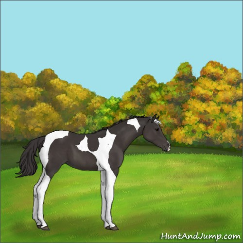 Horse Color:Smoky Black Tobiano 