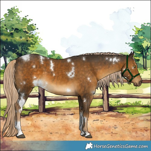 Horse Color:White Spotted Chocolate Palomino Mushroom Tobiano 