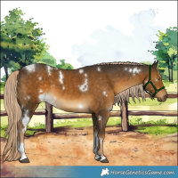 Horse Color:White Spotted Chocolate Palomino Mushroom Tobiano 