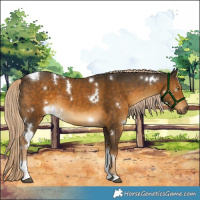 Horse Color:White Spotted Chocolate Palomino Mushroom Tobiano 