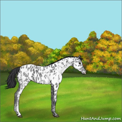 Horse Color:White Spotted Black Ice Appaloosa 
