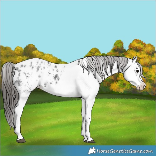 Horse Color:White Spotted Black Ice Appaloosa