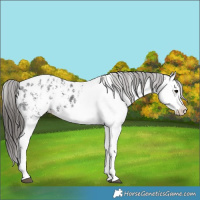 Horse Color:White Spotted Black Ice Appaloosa 