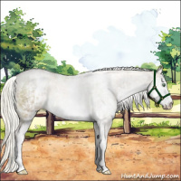 Horse Color:White Spotted Liver Red Dun Roan Pearl Mushroom Rabicano Brindle 