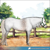 Horse Color:Gray Chocolate Palomino Tobiano 
