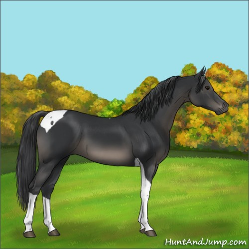 Horse Color:Black Tobiano